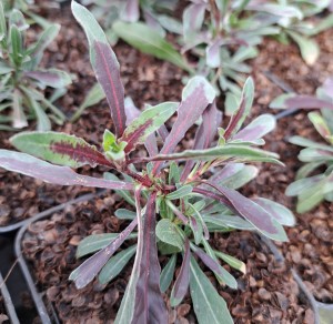Gaura  lindheimeri Gambit Rose Bicolor
