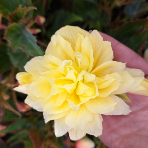 Begonia zwisająca Summerwings® Double Cream