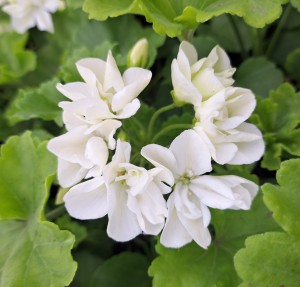 Pelargonia rabatowa (zonale) Piz Blanc