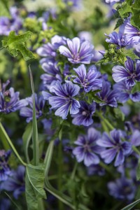 Malwa sylvestris Blue Fountain