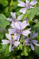 blue-fountain_malva-sylvestris_71413_2.jpg