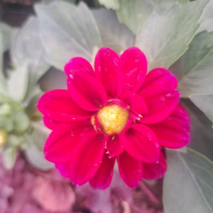 Dalia Dalietta Select Patty