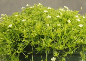 Karmnik ościsty Lime Moss