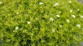 lime-moss_sagina-subulata_78140_5.jpg