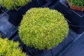 lime-moss_sagina-subulata_78140_4.jpg