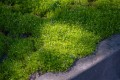 lime-moss_sagina-subulata_78140_3.jpg