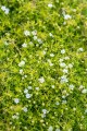 lime-moss_sagina-subulata_78140_2.jpg