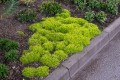 lime-moss_sagina-subulata_78140_1.jpg