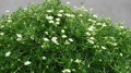 green-moss_sagina-subulata_78139_4.jpg