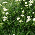 green-moss_sagina-subulata_78139_3.jpg
