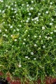 green-moss_sagina-subulata_78139_2.jpg