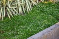 green-moss_sagina-subulata_78139_1.jpg