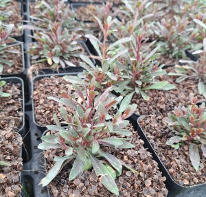 Gaura  lindheimeri Tutti Frutti