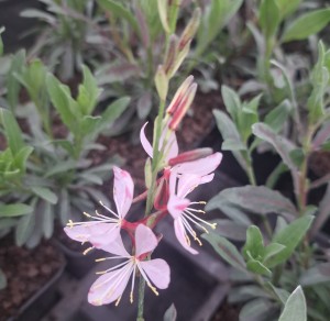 Gaura  lindheimeri Gambit Rose Bicolor