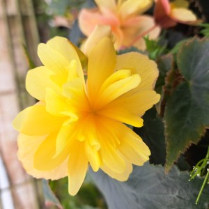 Begonia zwisająca Illumination Lemon