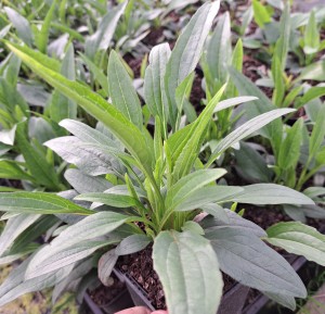 Jeżówka Echinacea SunSeekers Hot Pink