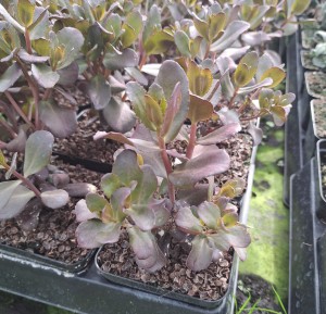 Sedum telephium Rozchodnik Touchdown Teak