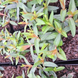 Krwawnica Luminara Hot Pink Lythrum 