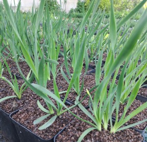 Czosnek Ozdobny Allium hybrida Lavender Bubbles