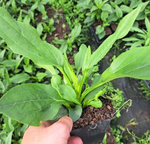 Jeżówka Echinacea SunSeekers Blush