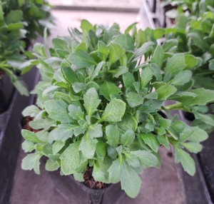 Żagwin Aubrieta Audrey Blue Shades 