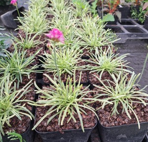 Zawciąg nadmorski Armeria maritima Nifty Thrifty 