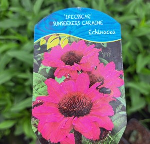 Jeżówka Echinacea SunSeekers Carmine