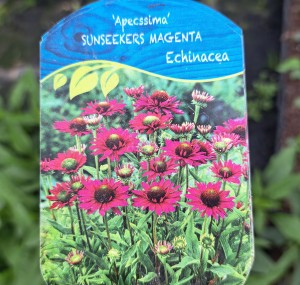 Jeżówka Echinacea SunSeekers Magenta