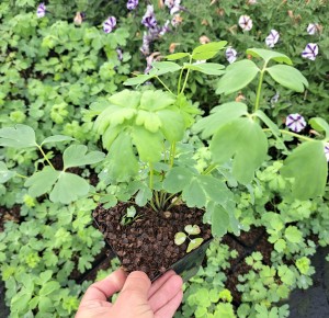 Orlik Aquilegia caerulea White Star