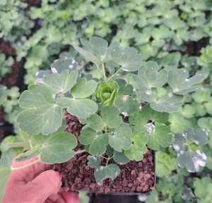 Orlik Aquilegia vulgaris Blue Barlow