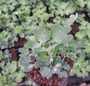 Orlik Aquilegia vulgaris Nora Barlow