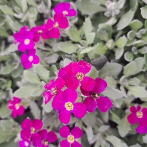 Żagwin Aubrieta Audrey Red