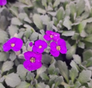 Żagwin Aubrieta Audrey Blue Shades 