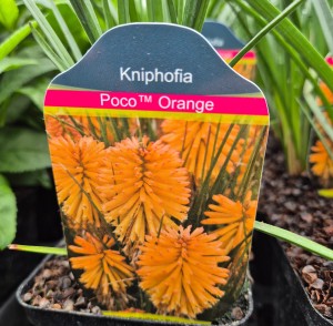 Trytoma Kniphofia Poco Orange
