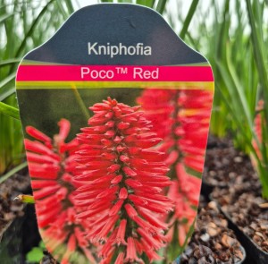 Trytoma Kniphofia Poco Red