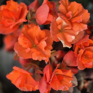 Begonia rabatowa Solenia Chocolate Orange
