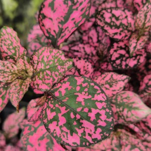 Hypoestes Niedośpian Hippo™ Rose