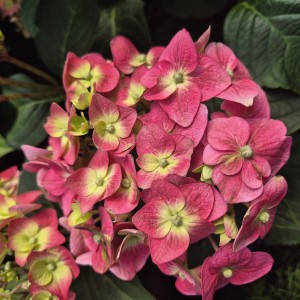 Hortensja ogrodowa Hydrangea macrophylla Endless Summer Summer Love