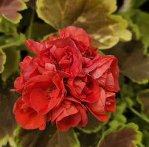 Pelargonia rabatowa Caramel Red Pelargonium