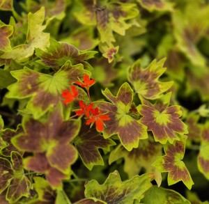 Pelargonia rabatowa Pelargonium Vancouver Centennial