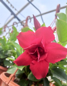 SUNDAVILLE® Dipladenia czerwona Classic Double Red