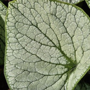 Brunnera Brunera  Alchemy Silver