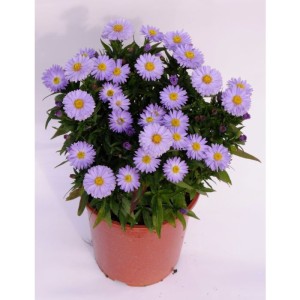 Aster dumosus krzaczasty Aqua Compact