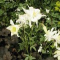 white-star_aquilegia-caerulea_72123_1.jpg