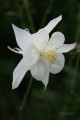 white-star_aquilegia-caerulea_72123_2.jpg
