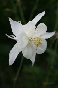 Orlik Aquilegia caerulea White Star