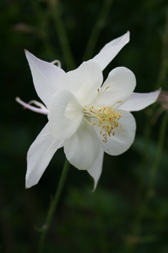 white-star_aquilegia-caerulea_72123_2.jpg