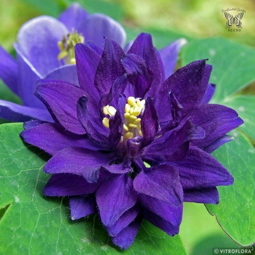 blue-barlow_aquilegia-vulgaris_72104_1.jpg
