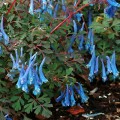 blue-heron_corydalis-curviflora_79428_1.jpg