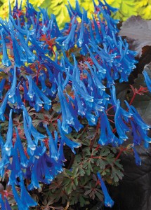 Kokorycz Corydalis Blue Heron 